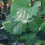 Digitalis obscura Leaf