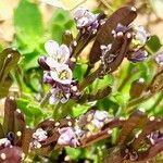 Arabis caerulea Bloem