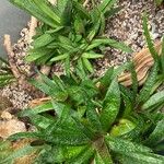 Gasteria obliqua Leaf