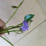 Monochoria vaginalis Flower