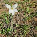 Gladiolus candidus Kvet