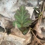 Geum canadense Blad