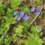 Veronica chamaedrysFloare