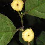 Diospyros bipindensis Fruto