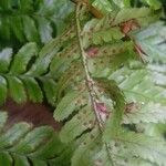 Dryopteris erythrosora 果實