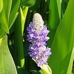 Pontederia cordata Blomst