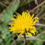 Taraxacum obliquilobum Квітка