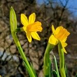 Narcissus cyclamineus Çiçek