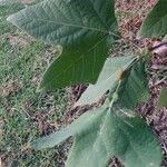 Platanus racemosa Φύλλο