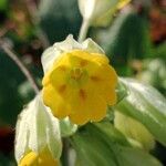 Primula veris Flor