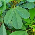 Crotalaria pycnostachya Leaf