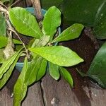 Synsepalum dulcificum Yaprak