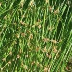 Juncus bulbosus Kwiat