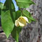Uvaria pandensis Flower