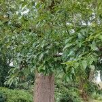 Quercus imbricaria 整株植物