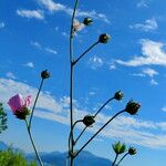 Althaea cannabina Blomst