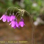 Primula matthioli Flower