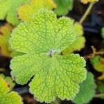 Geranium renardii Leaf