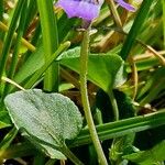 Viola rupestris Кора