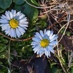 Bellis perennisFlor