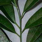Aspidosperma desmanthum Otro