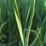 Elytrigia x laxa Likasa