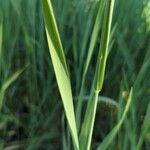 Elymus pungens Blatt