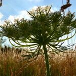 Daucus muricatus Květ