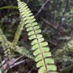 Lindsaea stricta Blad