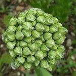 Allium giganteum Flor