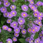 Symphyotrichum novi-belgiiFlor