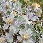 Eryngium maritimum आदत