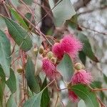 Eucalyptus leucoxylon Frukt