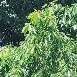 Quercus rubra Blad