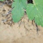 Erodium laciniatum Deilen