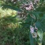 Eupatorium cannabinumപുഷ്പം