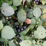 Solanum scabrum 果実