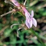 Lobelia urens 花