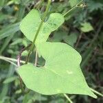 Ipomoea hederifolia Lehti