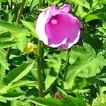 Hibiscus striatus Flower