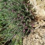 Teucrium marum 形態