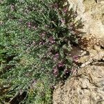 Teucrium marum Habit