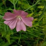 Malva moschata Blüte