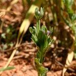 Legousia hybrida Sonstige