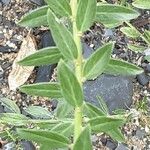 Genista tinctoria List