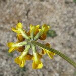 Hippocrepis comosa Virág