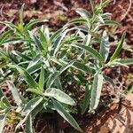 Hypoestes forskaolii Leaf