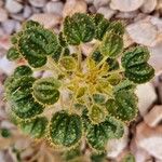 Cleome droserifolia Leaf