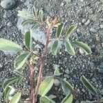Indigofera hirsuta Hoja