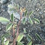 Indigofera hirsuta Leaf